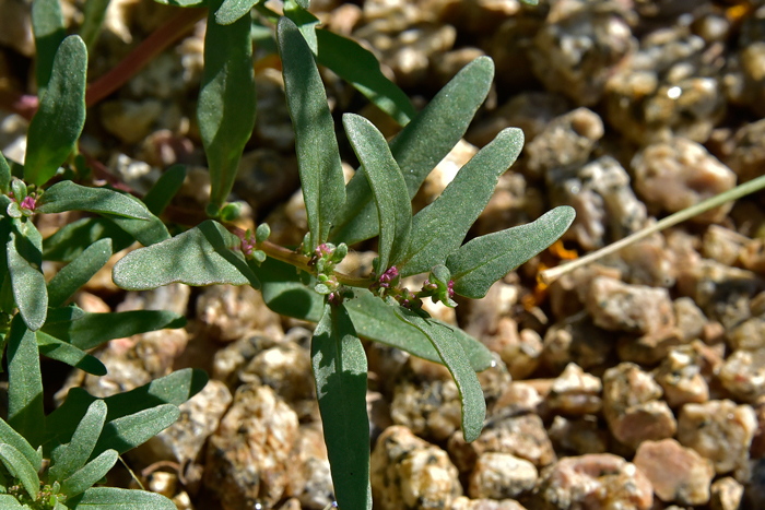 Nuttall's Povertyweed or Monolepis has green, somewhat fleshy leaves that are mostly lanceolate or narrowly elliptic in shape. Not small flower clusters in leaf axils. Monolepis nuttalliana 